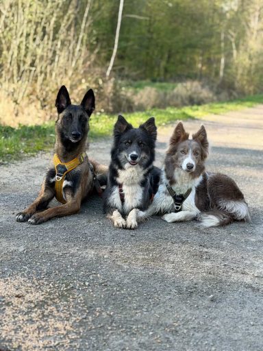 élevage_colliepeak élevage_colliepeak