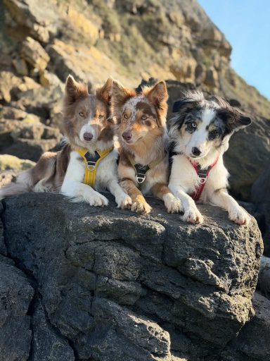 élevage_colliepeak élevage_colliepeak