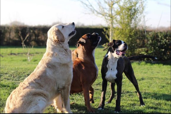 Des Rêves Angélique